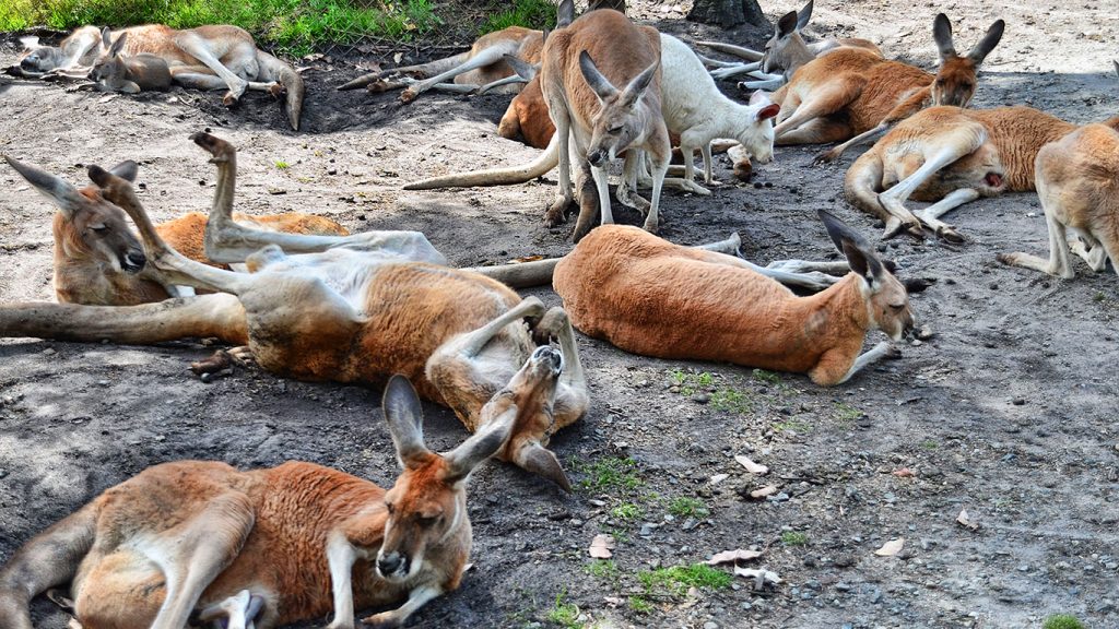 Caversham Wildlife Park
