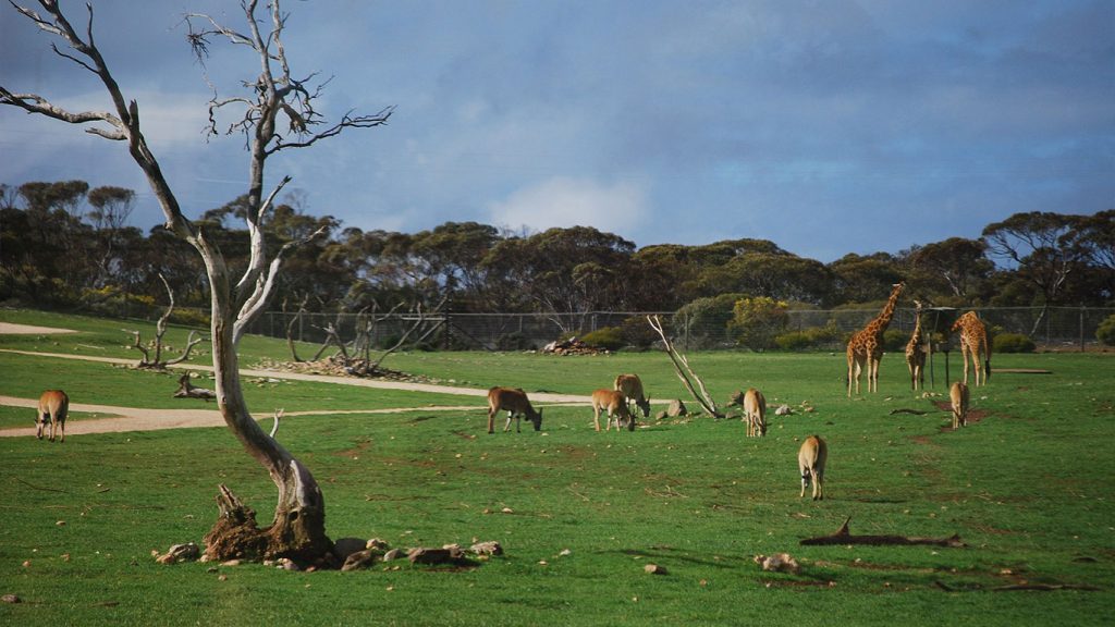 Monarto Safari Park