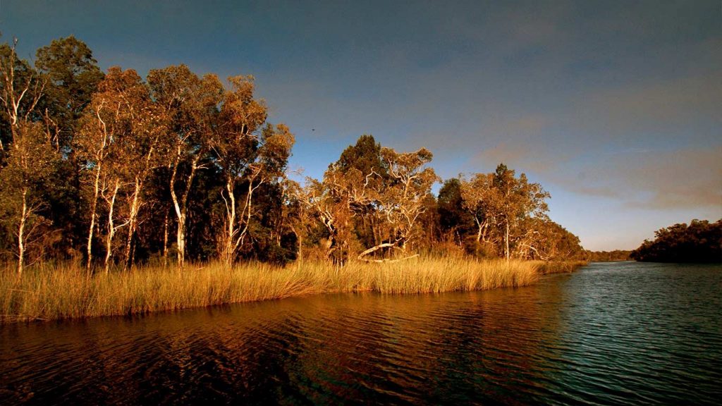 Noosa Everglades